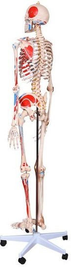 Appendages & Joints Medical Training Manikin