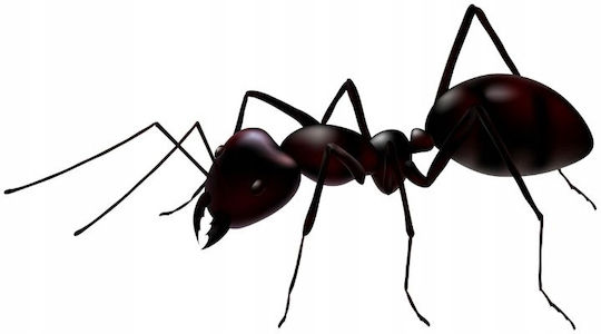 Insektizid Pulver Gegen Ameisen 700gr