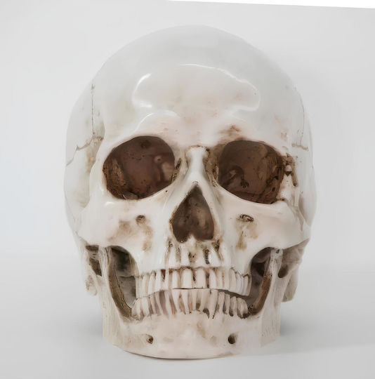 Skull Head Medical Training Manikin