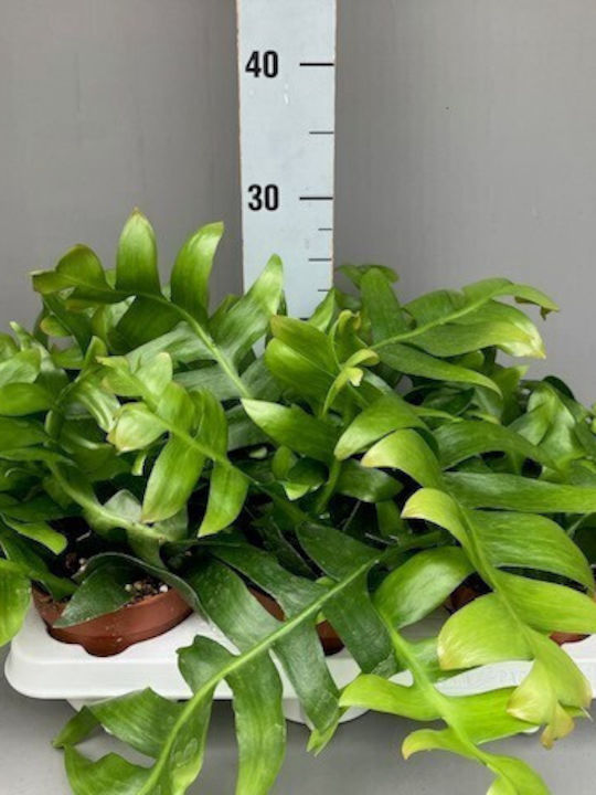 Epiphyllum Chrysocardium