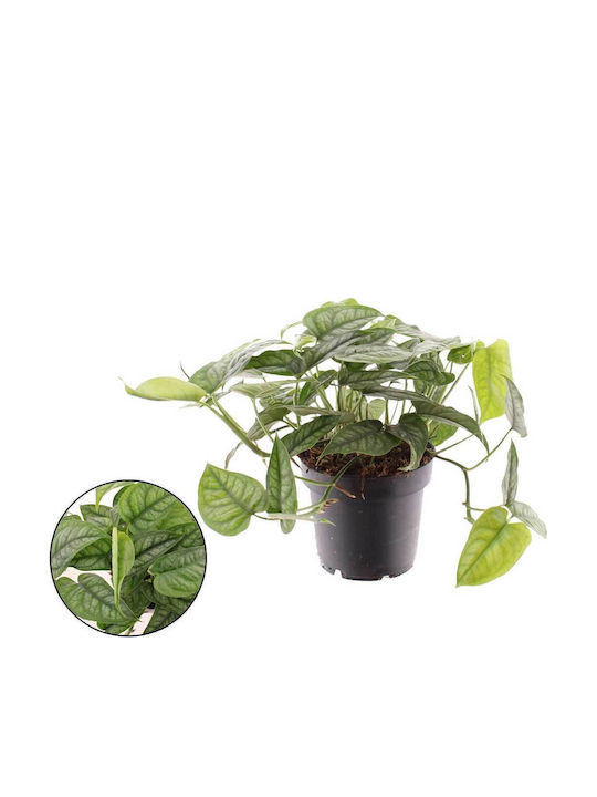 Monstera Siltepecana 12cm