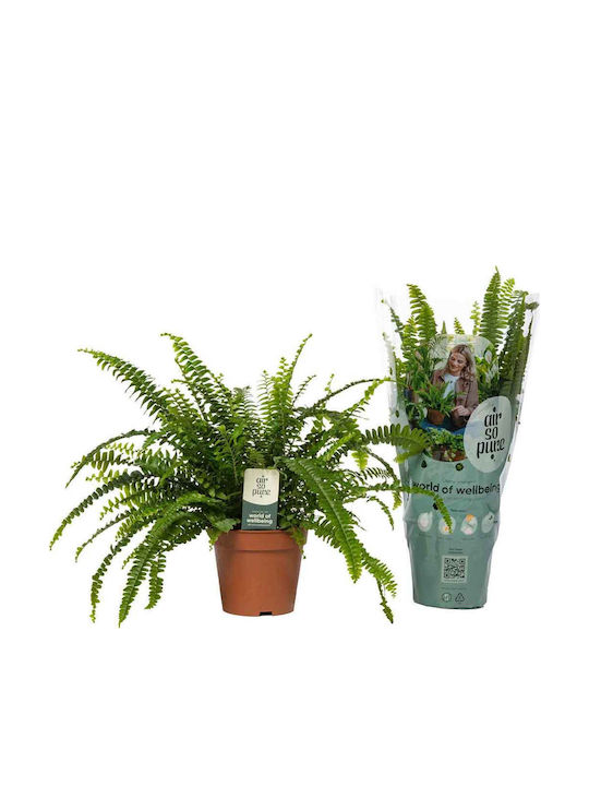 Green Leaf Farn Höhe 35cm