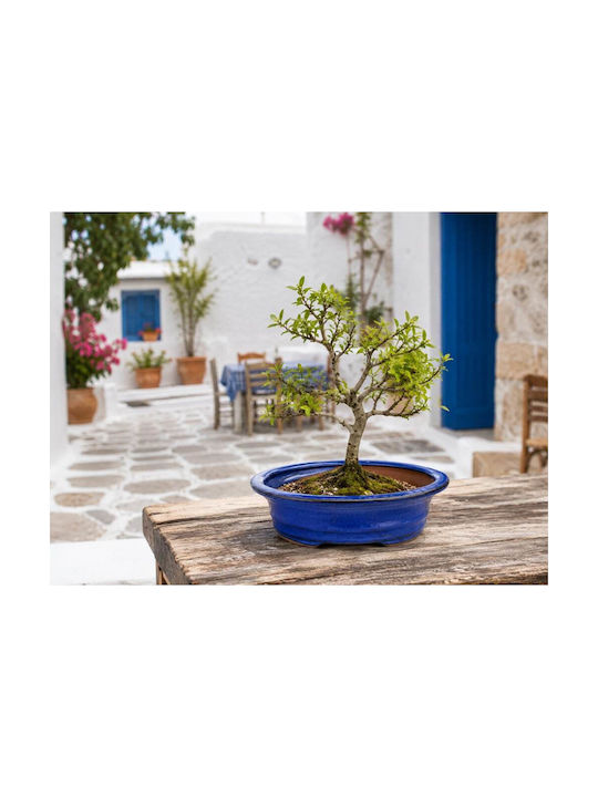 Blue Flower Pot 16x12.5x5cm