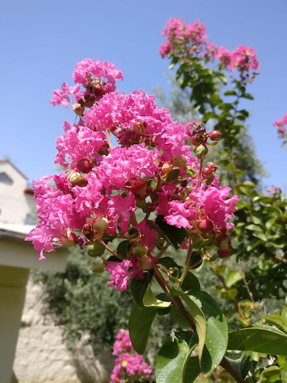 Лагерстремия Lagerstroemia Indica Дърво Нийм Растение