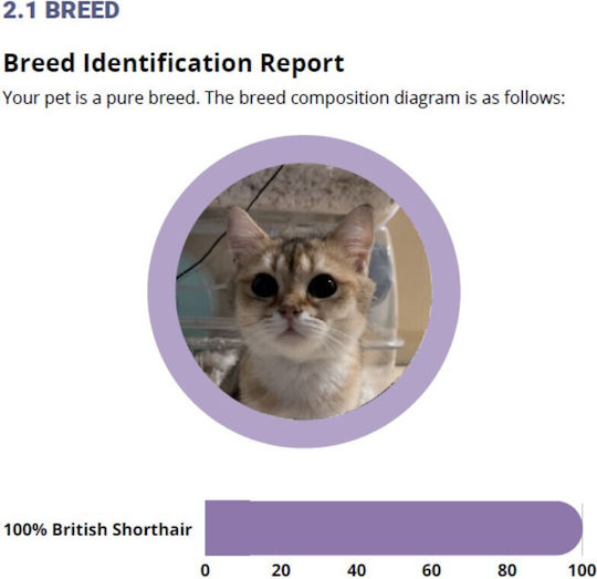 Total Dna – Pet Edition Cea Mai Detaliată Analiză Genetică Pentru Câinele Sau Pisica Dumneavoastră Origine Sănătate & Comportament