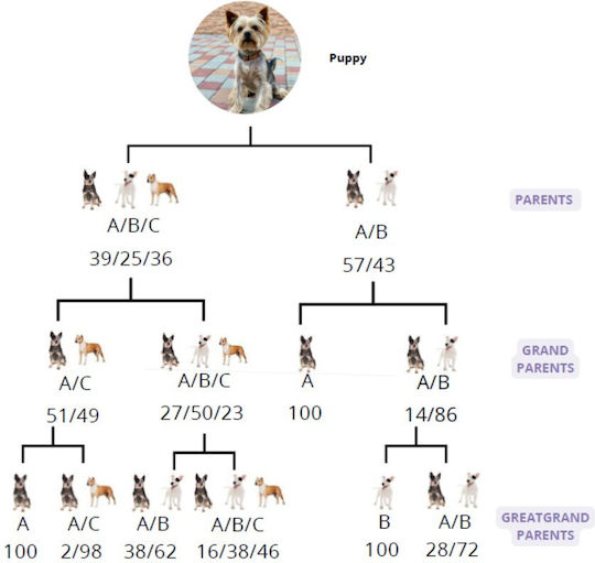 Total Dna – Pet Edition Cea Mai Detaliată Analiză Genetică Pentru Câinele Sau Pisica Dumneavoastră Origine Sănătate & Comportament
