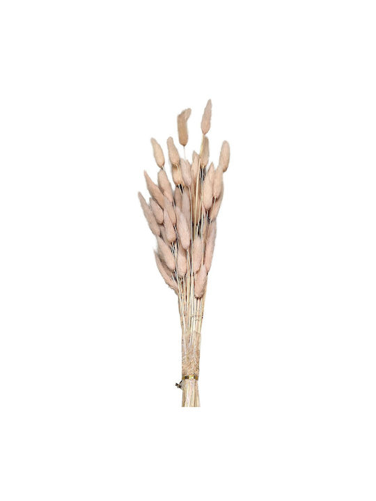 Blumenstrauß Getrocknete Häschenwedel 25 Zweige Rosa 60cm Homie 423129