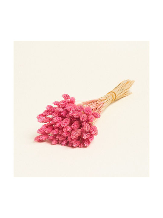 Beauty Home Dried Phalaris
