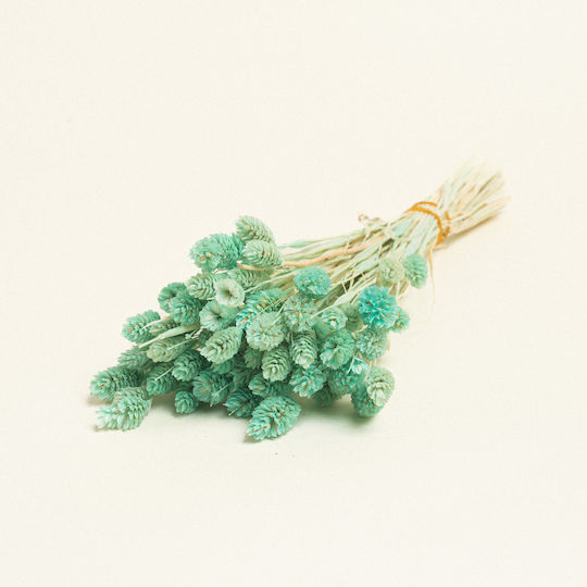 Beauty Home Dried Phalaris Beauty Home Dried Phalaris