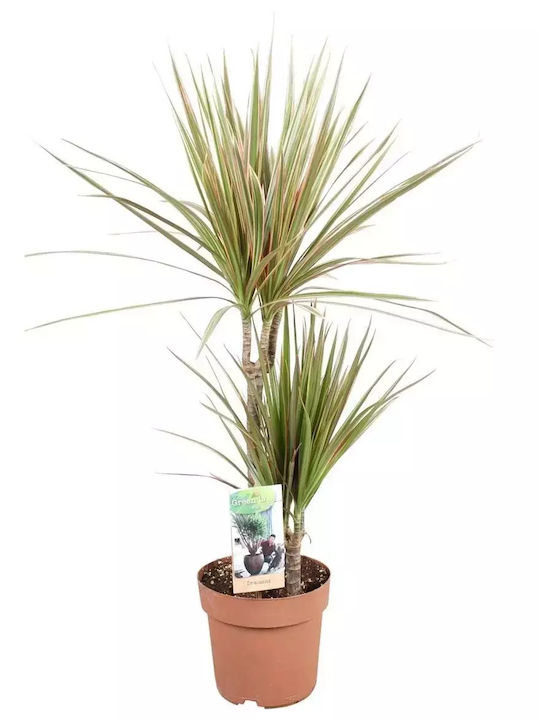 Marginata 60-30 Cm Plant Height 80cm