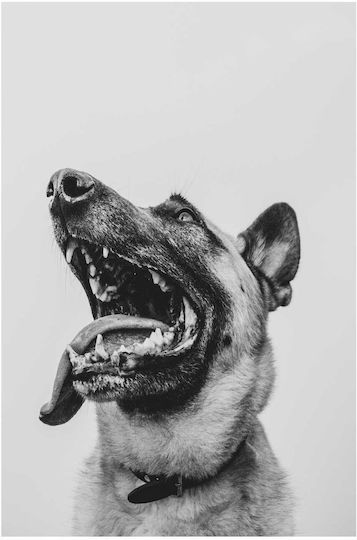 Πίνακας Happy Dog In Black White Happy Dog In Black White 100x150
