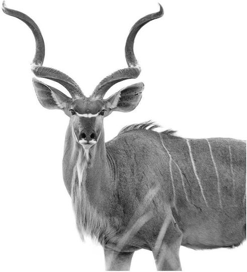 Painting Majestic Kudu In Black White Majestic Kudu Black And White 110x110