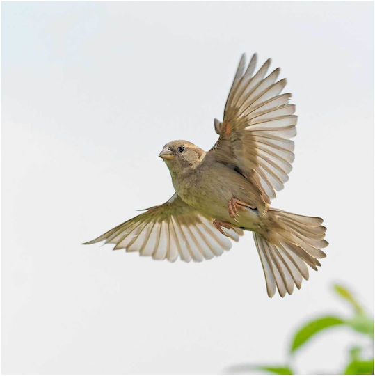 Gemälde Bird In Flight Πουλί Πτήση 120x120