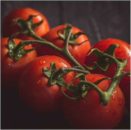 Painting Fresh Tomatoes On Vine Fresh Tomatoes Vine 120x120