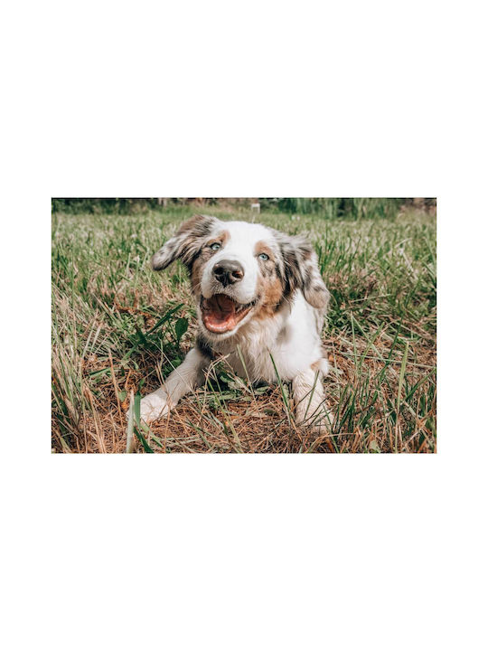 Панел Happy Dog In Grass Happy Dog In Grass 150x100