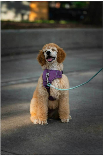 Panou Happy Poodle În Ham Mov Happy Poodle 100x150