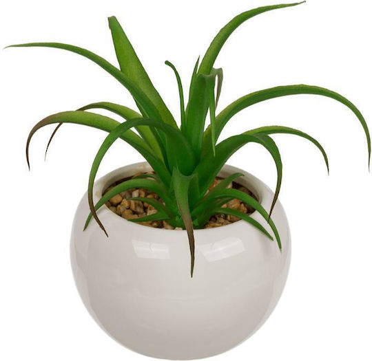 Blue Succulent Plant in Pot 2 Pieces Next Blue Succulent Plant in Pot 2 Pieces Next