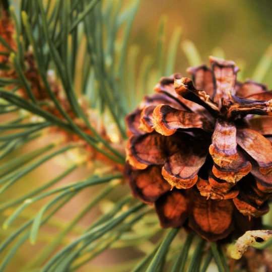 Pământ Conifer 50l Substrat Măsline Tui