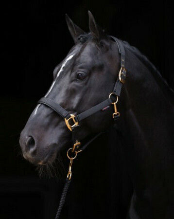 Kerbl 3224616 Horse Accessories