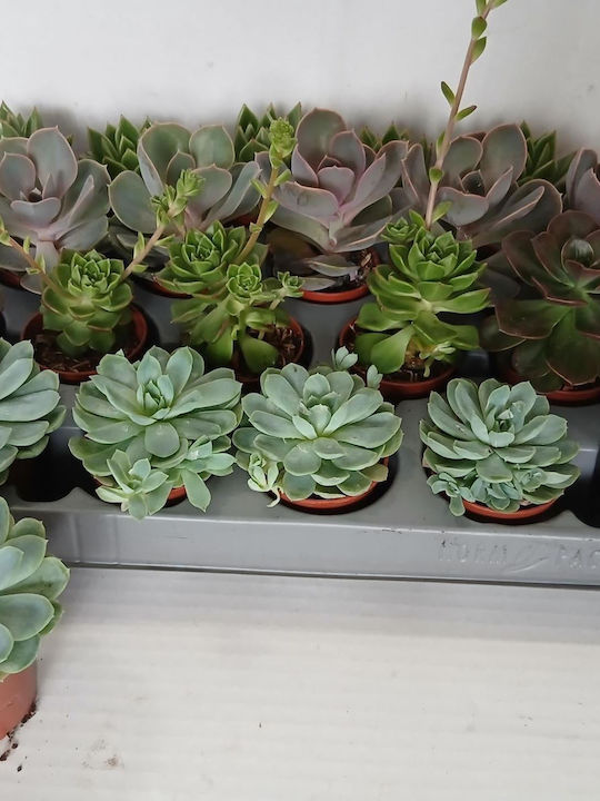 Εχεβέρια Echeveria Mix