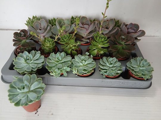 Echeveria Mix