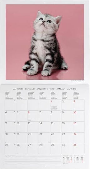 Legami Milano Daily Wall Diary 2027 Pink 29x30cm