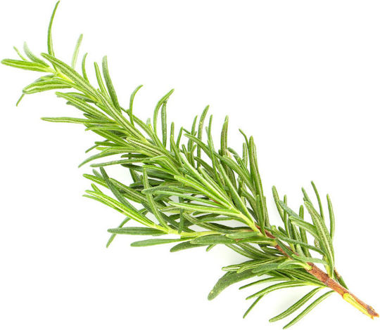Urtekram Rosemary Fine Hair Organic Shampoos gegen Haarausfall für Zerbrechlich Haare 250ml