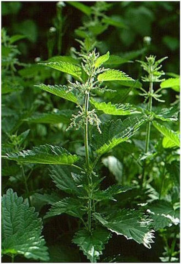 Urtekram Nettle Anti-Dandruff Σαμπουάν κατά της Πιτυρίδας για Όλους τους Τύπους Μαλλιών 500ml