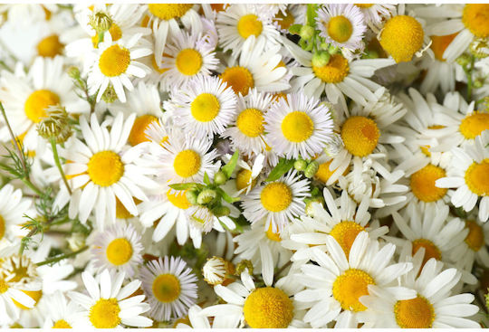 Urtekram Chamomile Blond Hair Σαμπουάν Ενυδάτωσης & Διατήρησης Χρώματος για Βαμμένα Μαλλιά 500ml