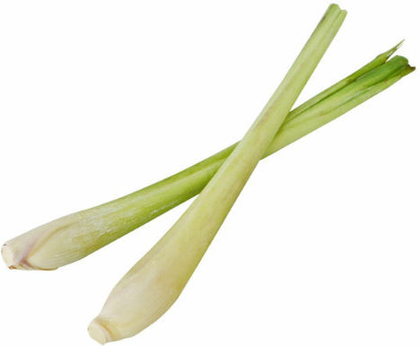 Urtekram Wild Lemongrass Σαμπουάν Ενυδάτωσης & Λάμψης για Όλους τους Τύπους Μαλλιών 250ml