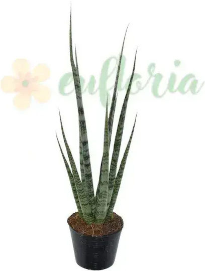 Sansevieria 'digitorum' Ø10.5 Cm