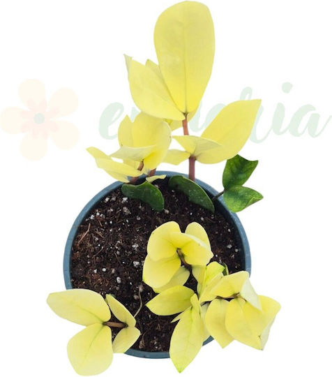 Zamioculcas Zamiifolia Chameleon Ø14cm Ø14 Cm