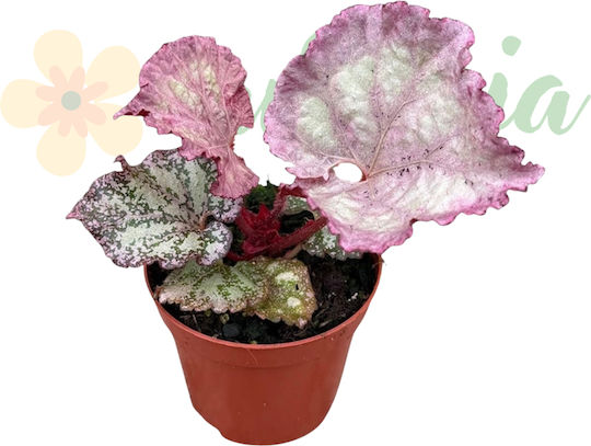 Begonia 'pink Panther' Ø8 Cm Begonia 'pink Panther' Ø8 Cm