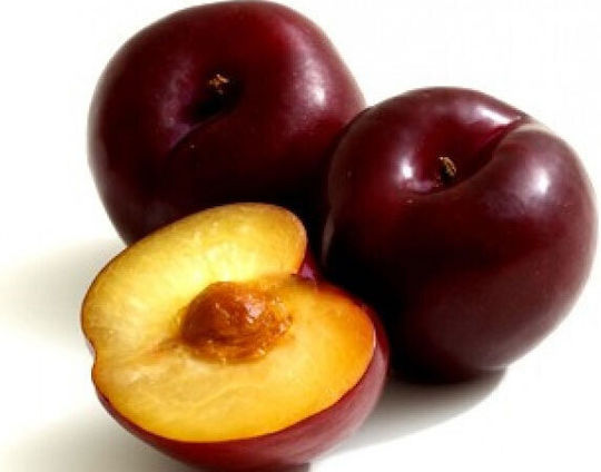 Pflaumenbaum Fräser
