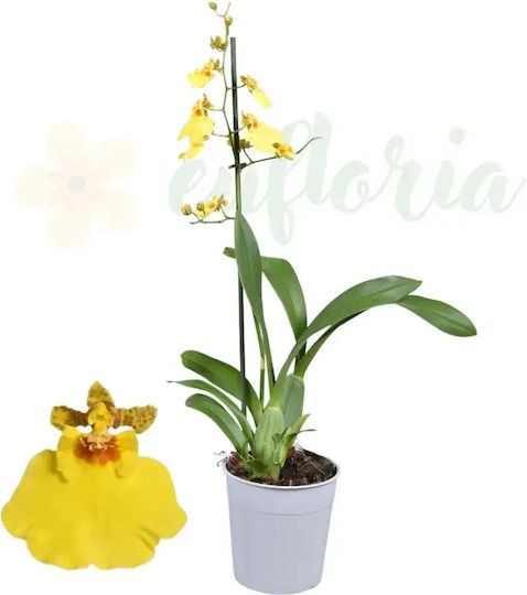Oncidium Orchid 'münsterland Stern' Fragrant Flowers Ø12 Cm