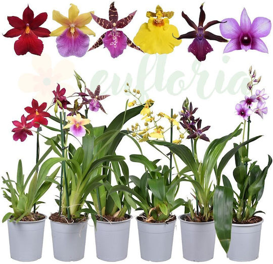 Orchid Mix Ø12 Cm