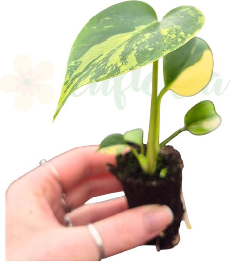 Monstera Deliciosa 'variegata Aurea' Ø7 Cm