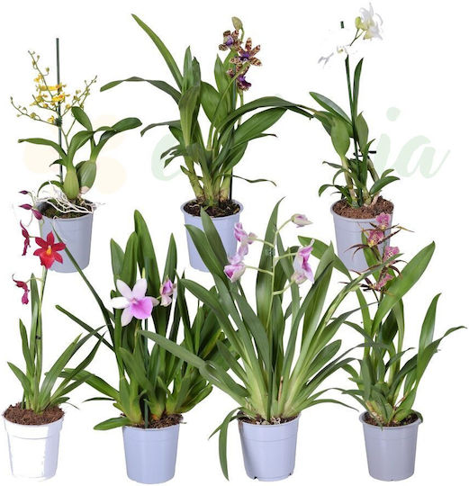 Eufloria Orchideen Mischung Ø12 Cm