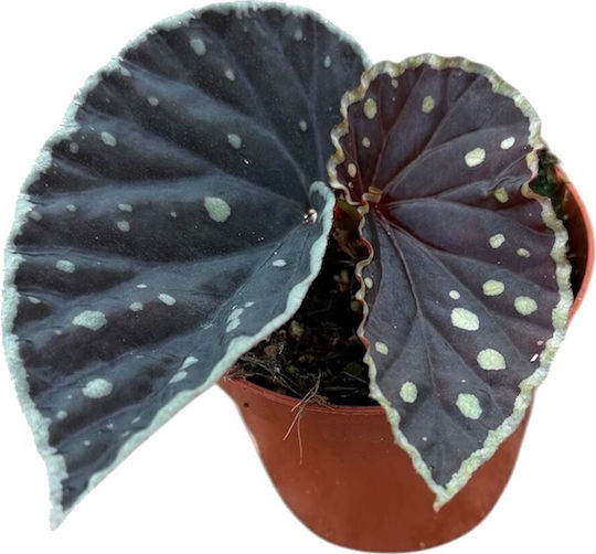 Begonia 'firefly' Ø8 Cm