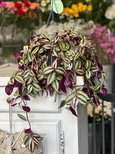 Τραδεσκαντια Ζεμπρινα Τηλεγραφος Tradescantia Zebrina