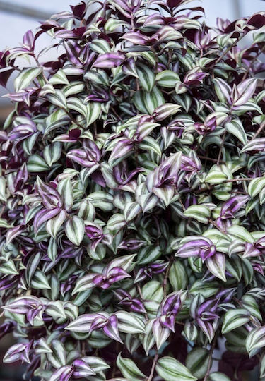 Tradescantia Zebrina Зебрина Телеграф
