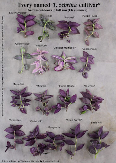 Tradescantia Zebrina Зебрина Телеграф