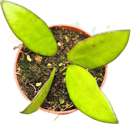 Hoya Davidcummingii Ø7 Cm Hoya Davidcummingii Ø7 Cm