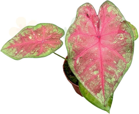 Caladium 'sexy Pink' Ø8cm Ø8 Cm Caladium 'sexy Pink' Ø8cm Ø8 Cm