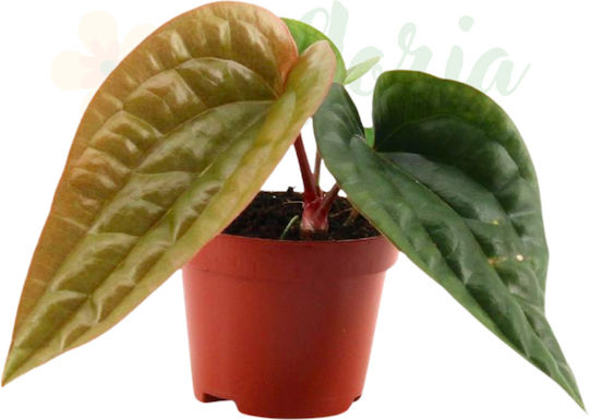 Anthurium Luxurians X Radicans Ø6cm Ø6 Cm