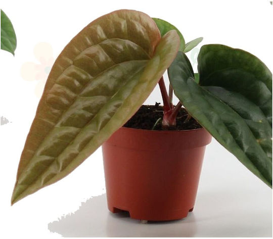 Anthurium Luxurians X Radicans Ø6cm Ø6 Cm