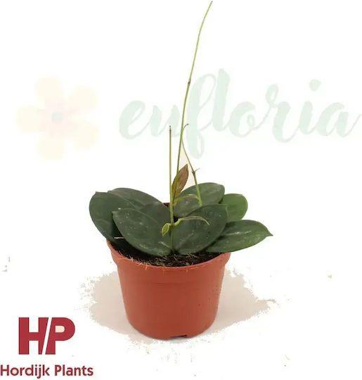 Hoya Vangviengiensis Ø12 Cm Hoya Vangviengiensis Ø12 Cm