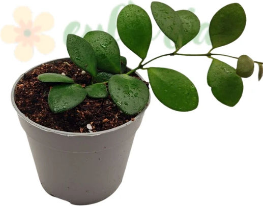Hoya Panchoi Ø12 Cm