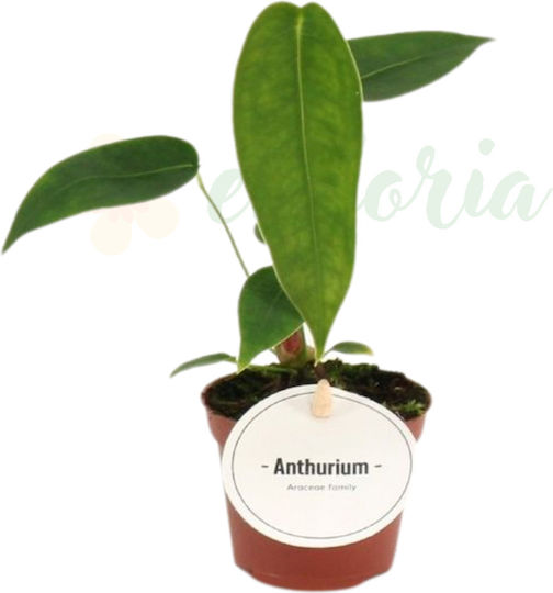 Anthurium Peltigerum Ø6cm Ø6 Cm