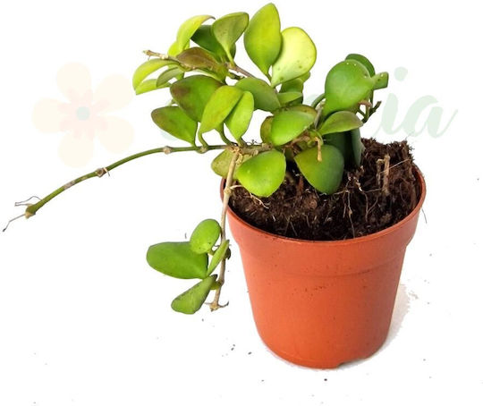 Hoya Heuschkeliana Ø7см Ø7 См
